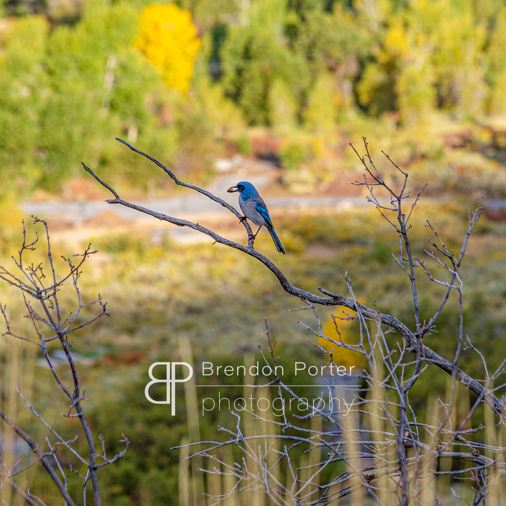 Bird in a Tree